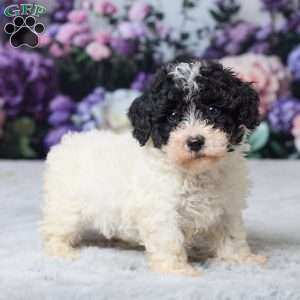 Rita, Miniature Poodle Puppy